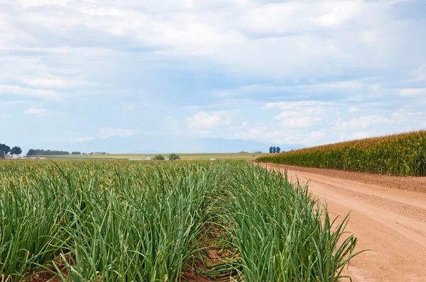 Op zoek naar beneden een rij mag bestaan uit uien naast een cornfield — Stockfoto
