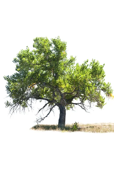 Cottonwood ağaç üzerinde beyaz izole — Stok fotoğraf