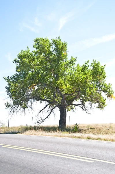 Old cottonwood tree by a rural road — Stock Photo, Image