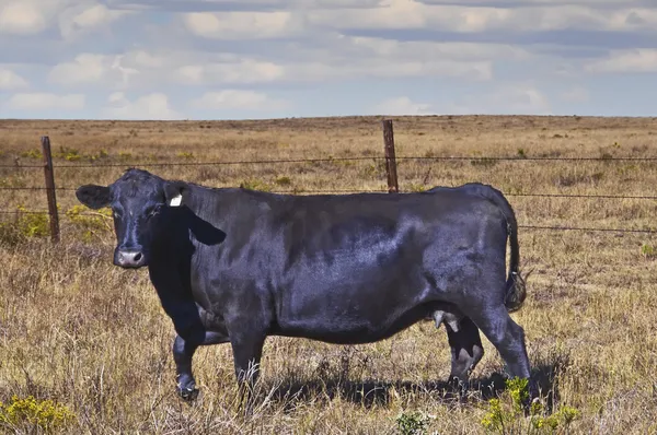 Black Angus cow on Colorado plains — Stock Photo, Image