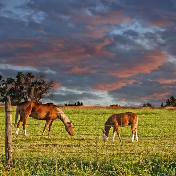 stock image Horse and Colt Grazing