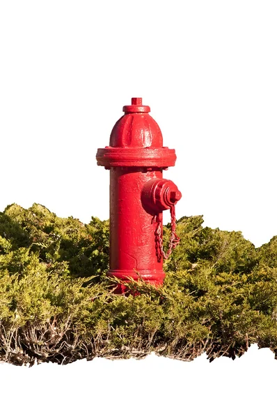 Fire Hydrant In Juniper Shrub — Stok fotoğraf