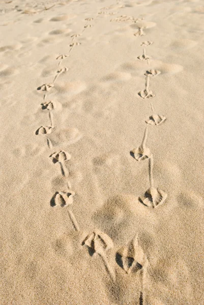 Tracce di uccelli sulla spiaggia di sabbia — Foto Stock