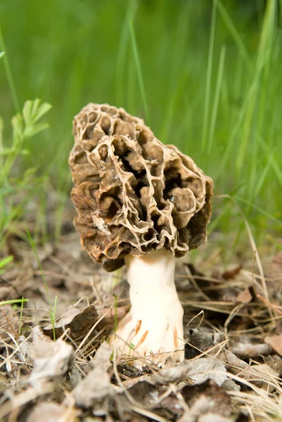 stock image Large Mushroom