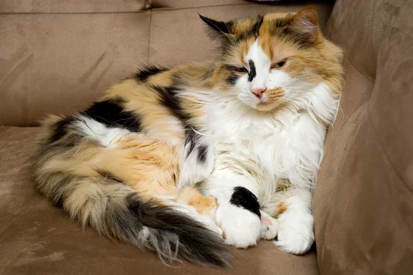 Calico-Katze im Halbschlaf lizenzfreie Stockbilder