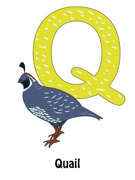 Перепелині Q — стоковий вектор