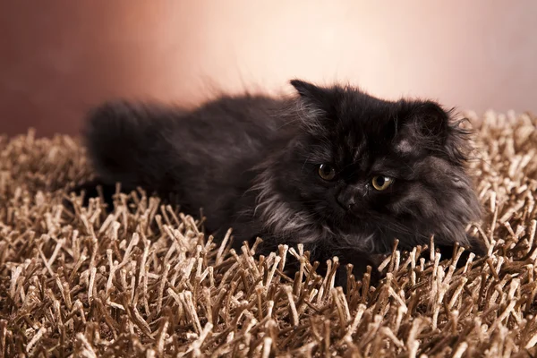 Сонний кішка — стокове фото
