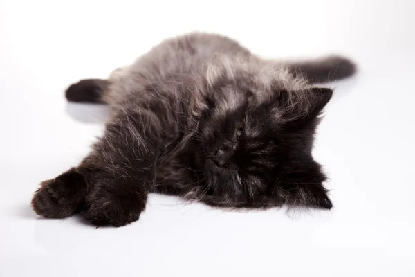 Gato soñoliento —  Fotos de Stock