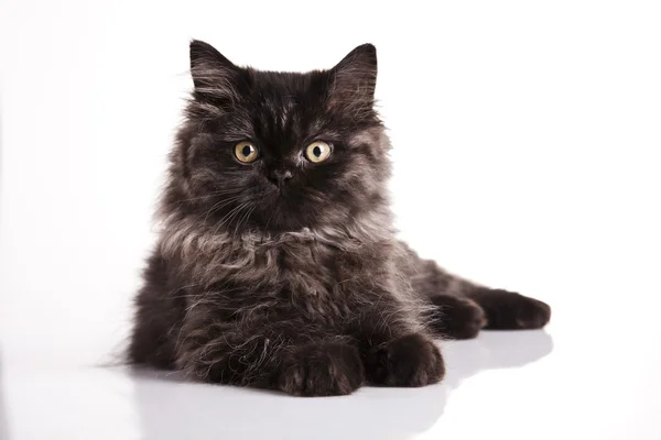 Yavru kedi arka plan — Stok fotoğraf