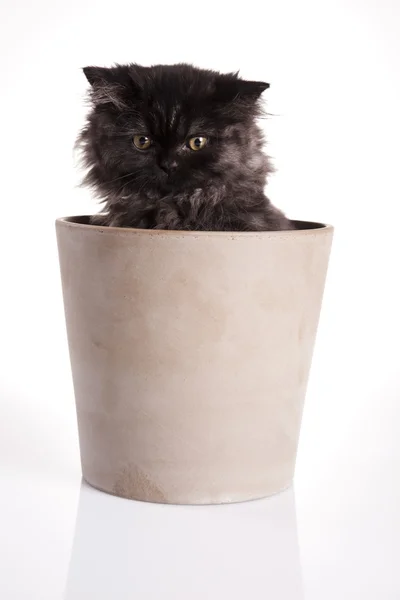 Kitten background — Stock Photo, Image