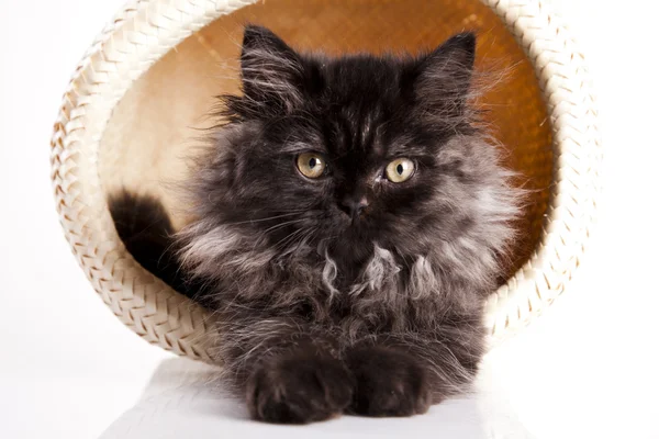 Kitten background — Stock Photo, Image