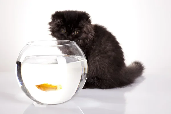 Cat & Fish — Stock Photo, Image