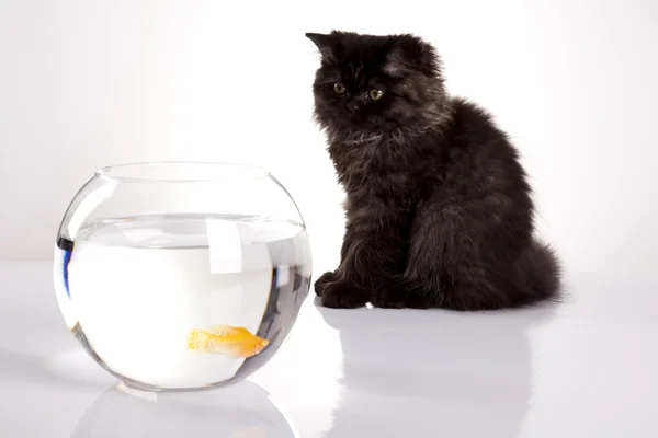 Cat & Fish — Stock Photo, Image