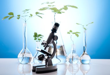 Plant growing in test tubes in a laboratory clipart