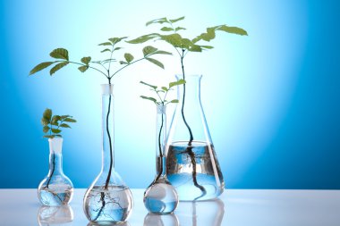 Plant growing in test tubes in a laboratory clipart