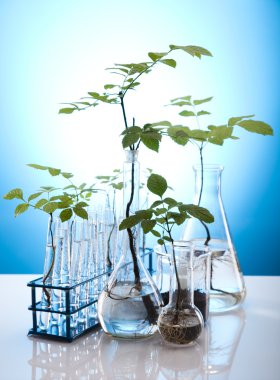 Close-up of plants in test tubes laboratory clipart