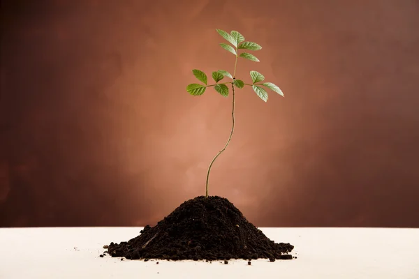 stock image Plant and ecology