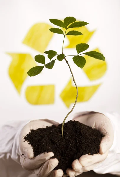 Plant en ecologie — Stockfoto
