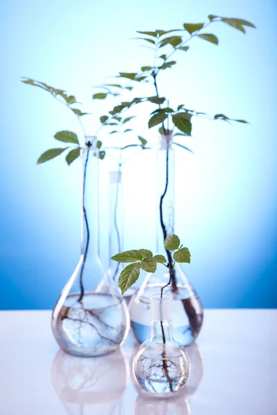 식물에서 생태학 실험실 실험 — 스톡 사진
