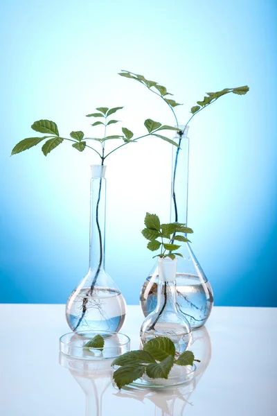 화학 장비, 식물 실험실 유리 그릇 — 스톡 사진