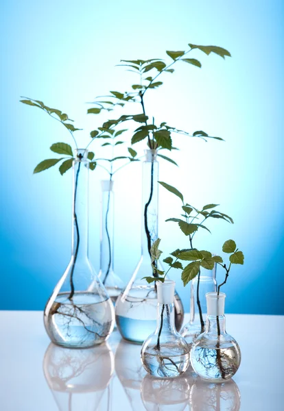 Planten in proefbuizen in laboratorium — Stockfoto