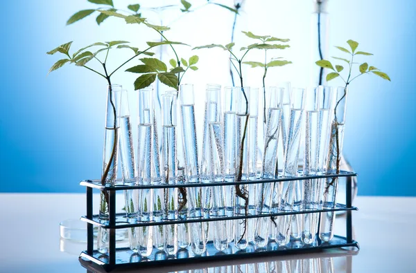 Attrezzature chimiche, vetreria da laboratorio per piante — Foto Stock