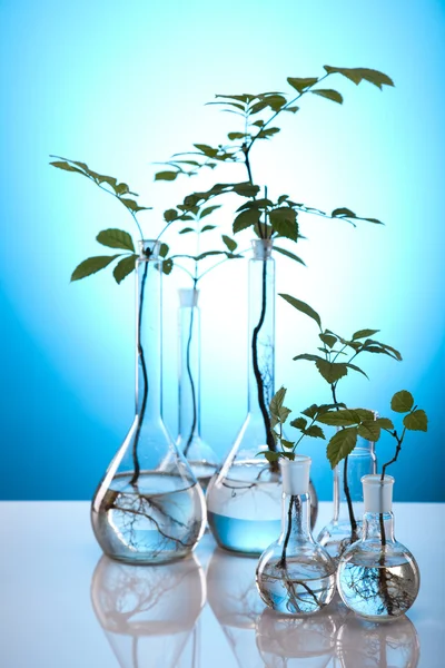 Plantas em tubos de ensaio em laboratório — Fotografia de Stock