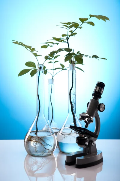 化学设备、 植物实验室玻璃器皿 — 图库照片
