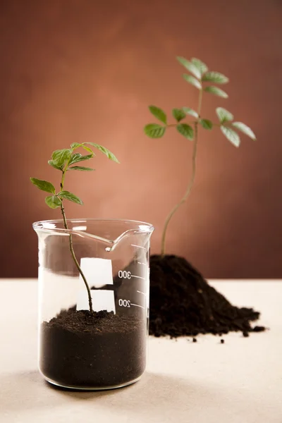 Plant en ecologie. — Stockfoto