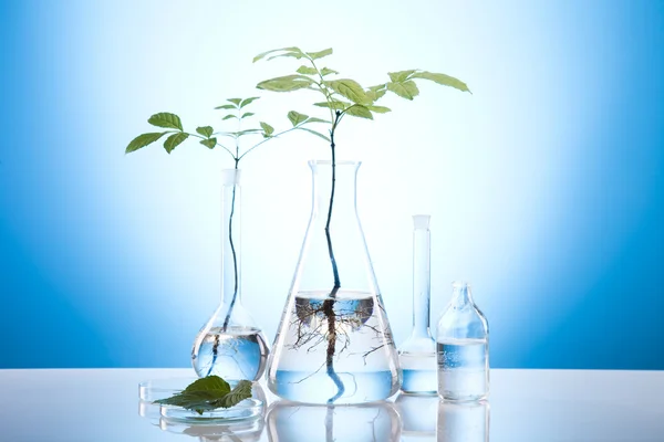 Pflanzen im Reagenzglas im Labor — Stockfoto