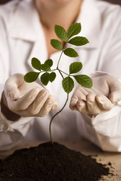 Plant in hands. — Stock Photo, Image