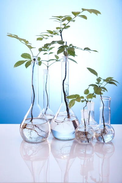 Хімічне обладнання, рослини лабораторний скляний посуд — стокове фото