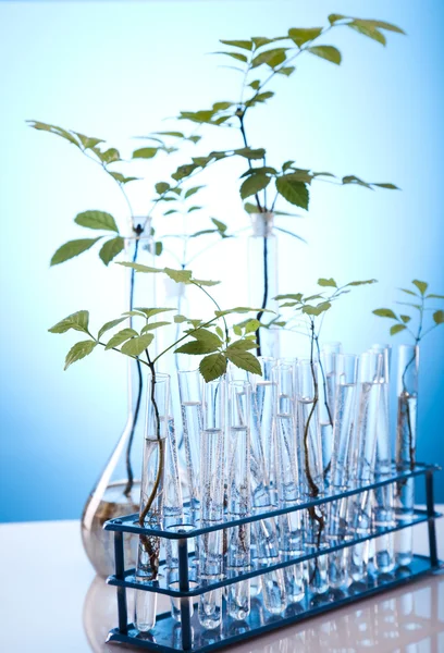 Növények kémcsövekbe laboratóriumban — Stock Fotó