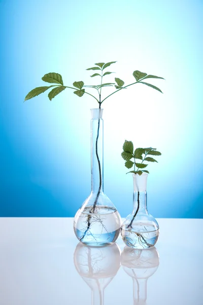 Kimya donatım, bitkiler Laboratuar kapkacakları — Stok fotoğraf