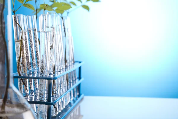 Rośliny w probówkach w laboratorium — Zdjęcie stockowe