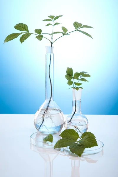 植物生长在一个实验室中的测试管 — 图库照片