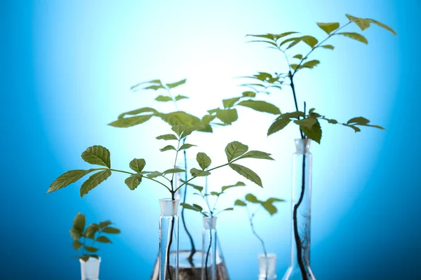 Rostlina roste v zkumavek v laboratoři — Stock fotografie