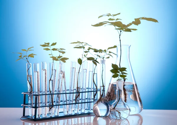 Pflanze wächst in Reagenzgläsern im Labor — Stockfoto