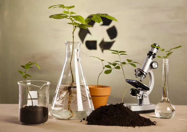 Planter og laboratorium – stockfoto