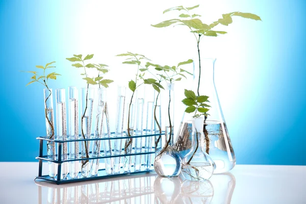 Pflanzen und Labor — Stockfoto