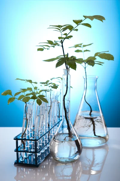 Planta que cresce em tubos de ensaio em laboratório — Fotografia de Stock