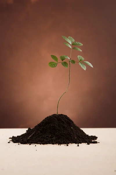 stock image Plant and ecology