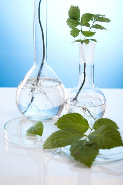 Pflanzen und Labor — Stockfoto