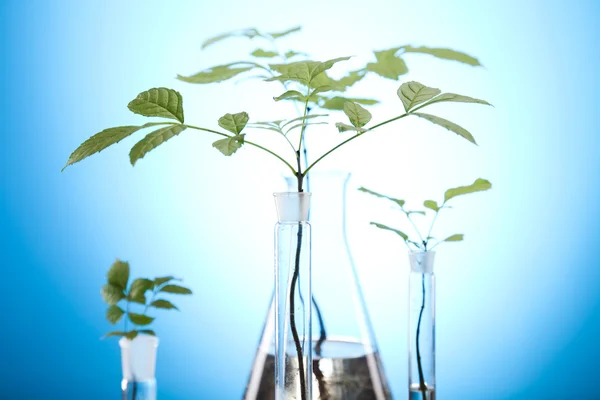 Plantas e laboratório — Fotografia de Stock