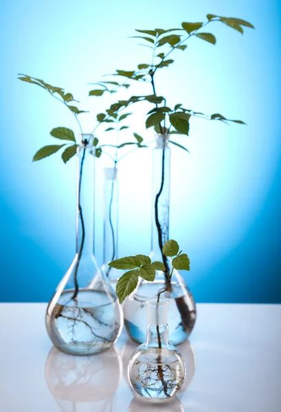 Plants and laboratory — Stock Photo, Image