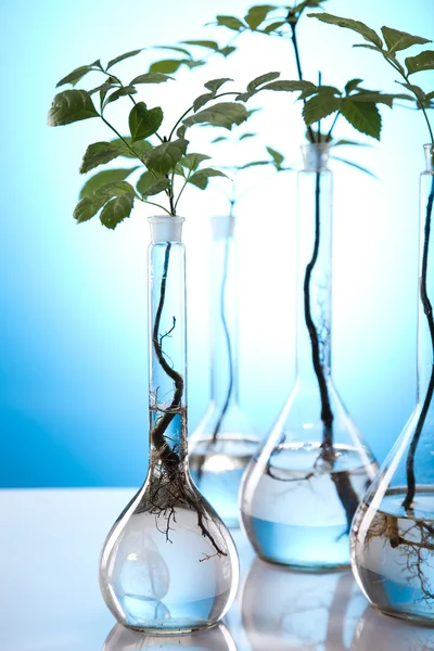 Растения и лаборатории — стоковое фото