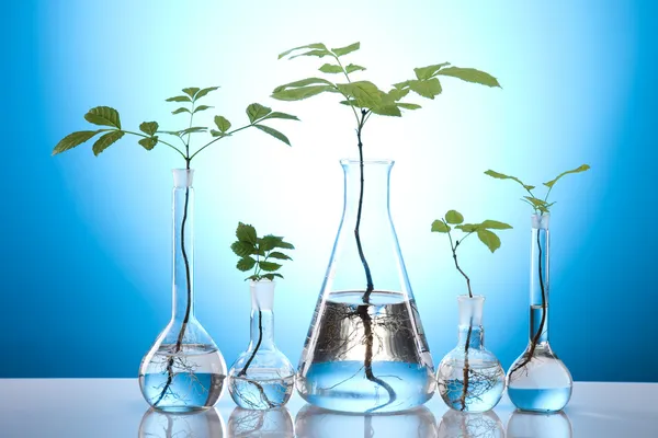 Planten en laboratorium — Stockfoto