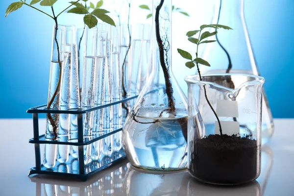 식물 및 실험실 — 스톡 사진