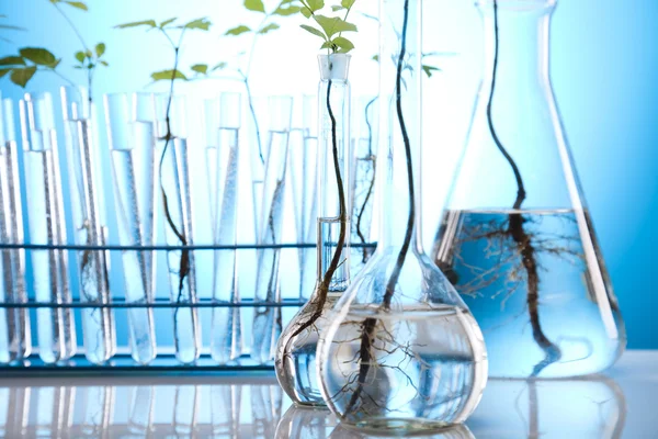 Experiência de laboratório de ecologia em plantas — Fotografia de Stock
