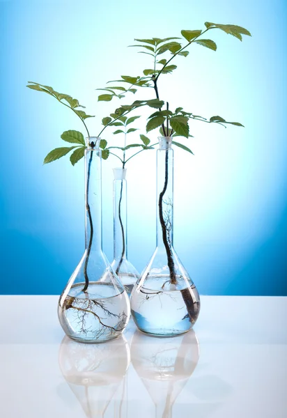 研究室での植物実験 — ストック写真